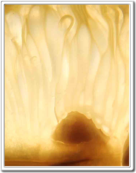 Art Photography Studio