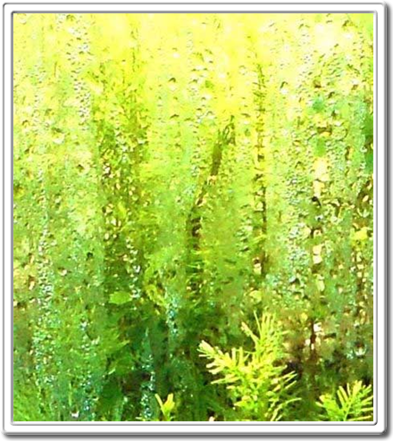 DAPACU Living Walls